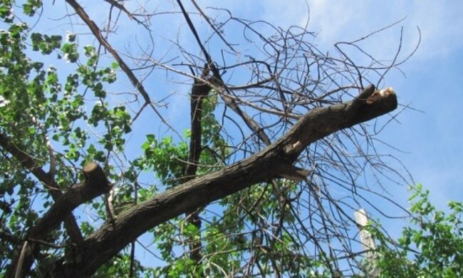 У Києві пенсіонера вбило гілкою