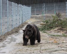 Ведмідь намагався пообідати українкою на популярній базі відпочинку