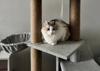 Котик, фото: Знай.ua