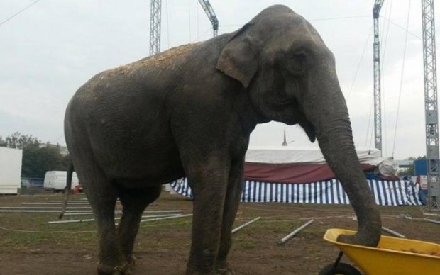На автомойку в Черновцах "пригнали" слона: видео