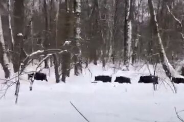 Скрин, видео YouTube
