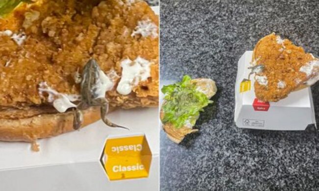 Лягушка в бургере