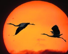 Весняне рівнодення, фото: pixabay