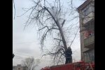 У місті Зеленського перелякану кішку збили з дерева струменем води