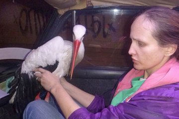 Лелеку з Майдана годували сосисками та не віддавали рятувальникам (фото)