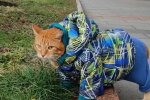 Житомирский котик Микки, скриншот: Instagram