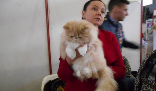 Николаев принимал выставку необычных кошек со всего мира (фото)