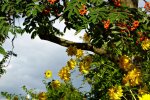 Вінниця, погода , ілюстративне фото