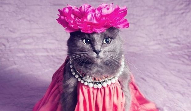 Модна кішечка з Румунії підкорила Instagram