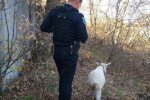 У Дніпрі коза-бунтарка влаштувала "страйк" господареві і потрапила в біду: небезпечну витівку рогатої  зловила камера