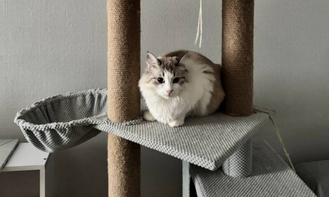 Котик, фото: Знай.ua