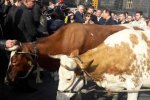 Безневинна корова пала жертвою розлючених активістів