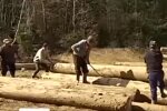 вирубка лісів, скрін з відео