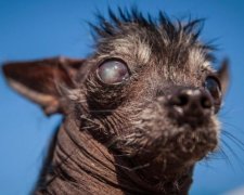 У Каліфорнії відбувся конкурс найстрашніших собак