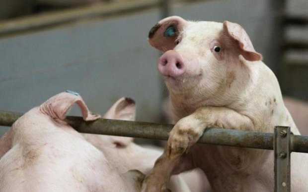 Лукашенко запретил братским свиньям появляться в Беларуси