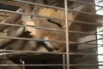 Тернополян просять прихистити рудих непосид розміром з долоньку - "Залишилися без дому!"