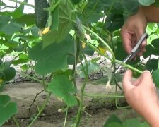 Огурцы, фото: скриншот из видео