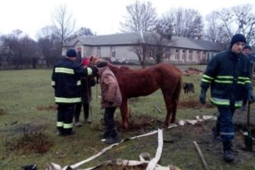 Спасатели вытащили из колодца коня (фото)