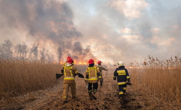 Лесной пожар в Польше, фото Twitter