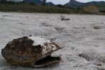 В Криму пересихають озера, скрін з відео