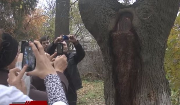 Місцеві жителі розгледіли образ Божої Матері на дереві під Києвом (відео)