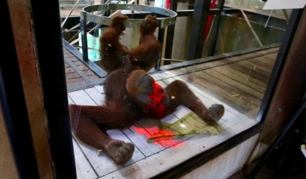 Орангутанги тоже могут «подсесть» на видеоигры