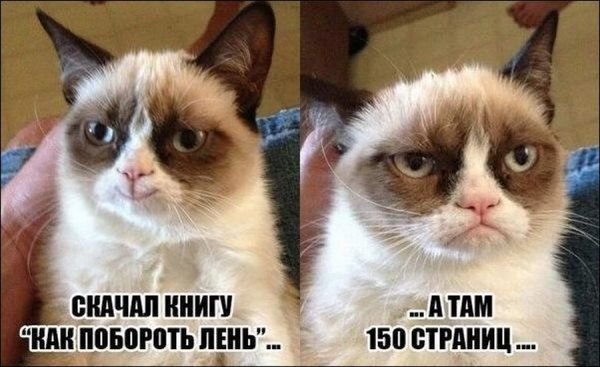 В Сети вспоминают лучшие мемы с Grumpy Cat