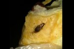 Тарган в булочці / фото : Народний Ревізор