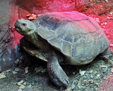 Зима близько: Тарифи змушують зоопарк підняти ціни