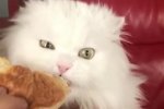Белый кот-лакомка стал звездой интернета