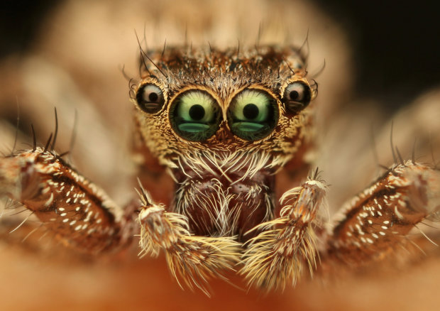 Павук з котячими очима: вчені виявили рідкісне давнє створіння