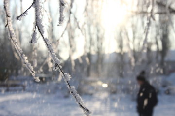 Внезапную весну сменят сильные морозы: что будет с растениями