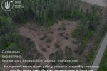 незаконная вырубка деревьев