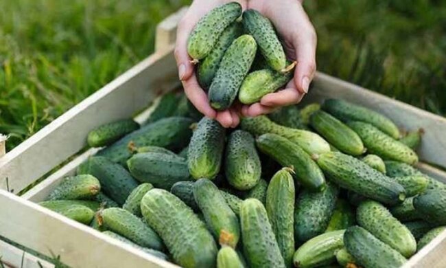 Огурцы будут плодить круглый год: как вырастить собственную рассаду на подоконнике