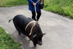 У київській квартирі проживає свинка, фото: Вечірній Київ
