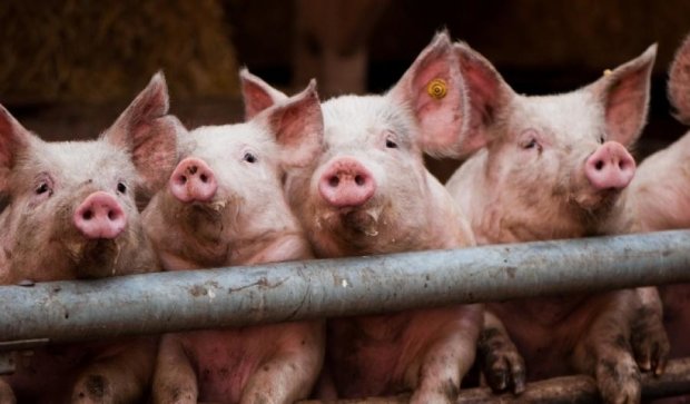 В Полтавской области зафиксировали африканскую чуму свиней
