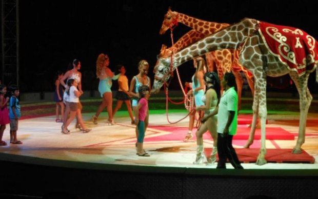 Популярный в Украине цирк замучил жирафа