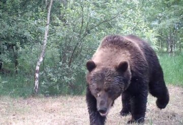 скриншот из видео Сергея Гащака