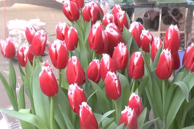 Квіти на 8 березня, кадр з відео