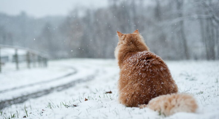 Зима, погода, фото з вільних джерел