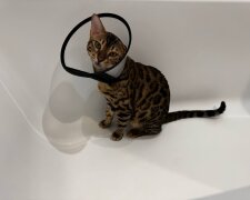 Котик, фото: Знай.ua