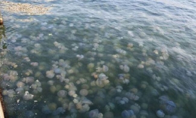 Полчища медуз на Азовському морі вивозять екскаваторами, тхне безбожно: відпочинок зіпсовано