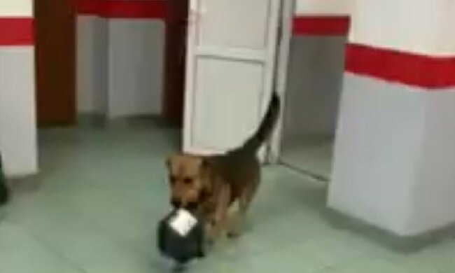 Собака на "Новой почте", скриншот: YouTube