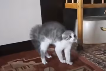 Кіт, скріншот: YouTube