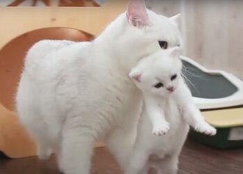 Котик, скріншот: Youtube