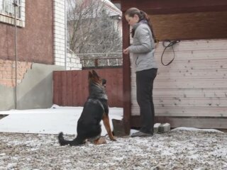 Дрессировка собаки, фото: скриншот из видео
