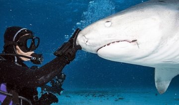 Водолаз заглянув у пащу акули 