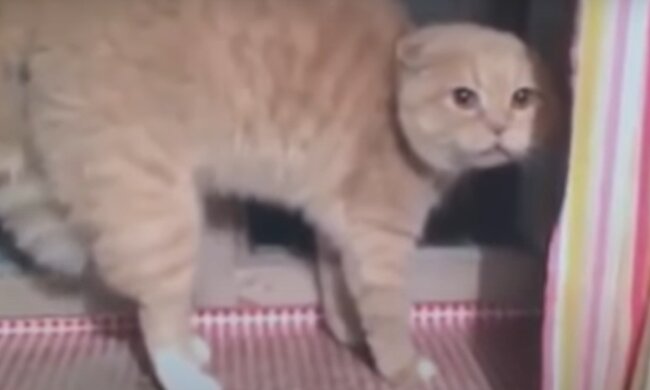 Кішка зі сказом, кадр з відео
