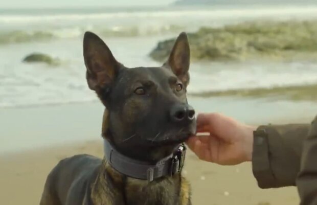 собака Куно, скриншот с видео