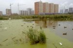 "Рай на болоті" або особливості "елітного будівництва" в столичному регіоні